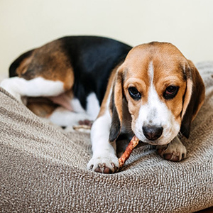 Los principales nutrientes de los alimentos para mascotas