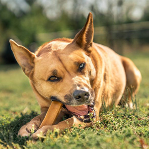 ¿Cuál es la función de los masticables para mascotas?